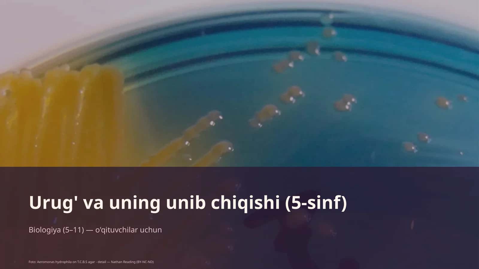 Urug' va uning unib chiqishi (5-sinf) 1