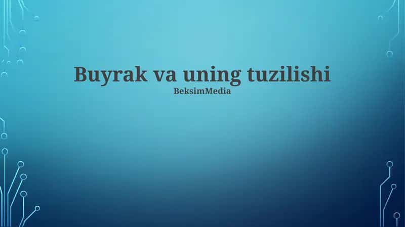 Buyrak va uning tuzilishi 1
