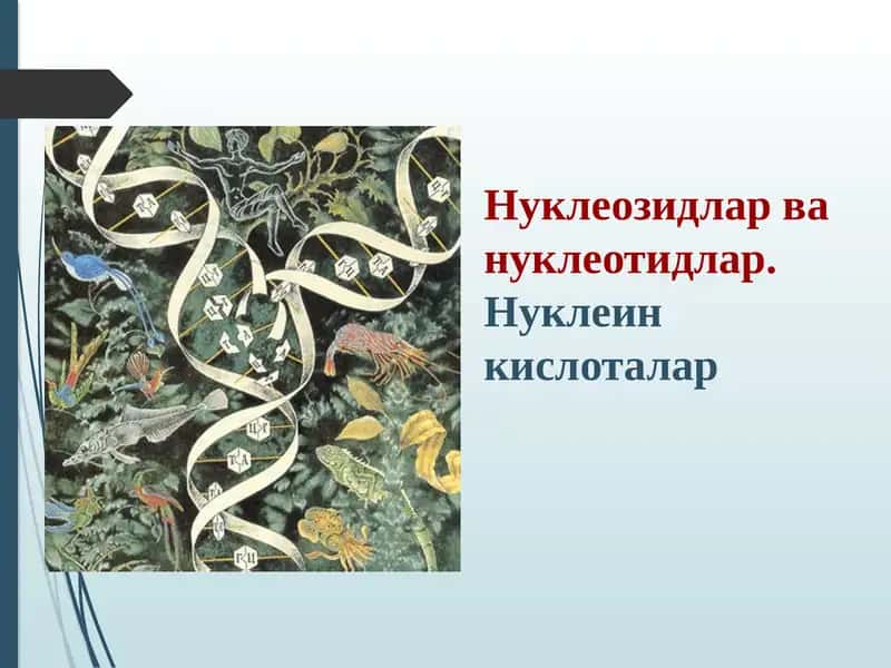 Нуклеозидлар ва нуклеотидлар 1