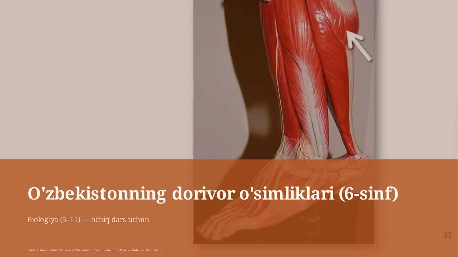O'zbekistonning dorivor o'simliklari (6-sinf) 1
