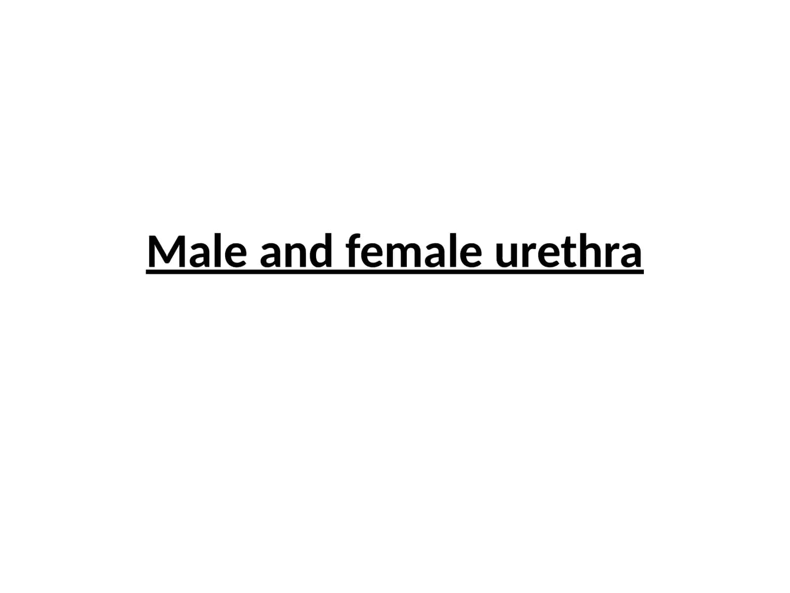Urethra Structure in Male and Female 1