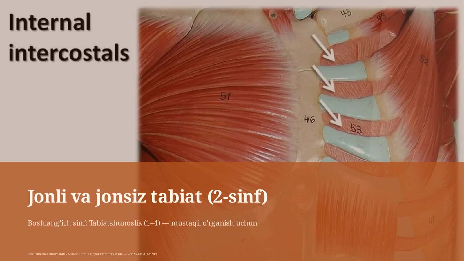 Jonli va jonsiz tabiat (2-sinf) 1