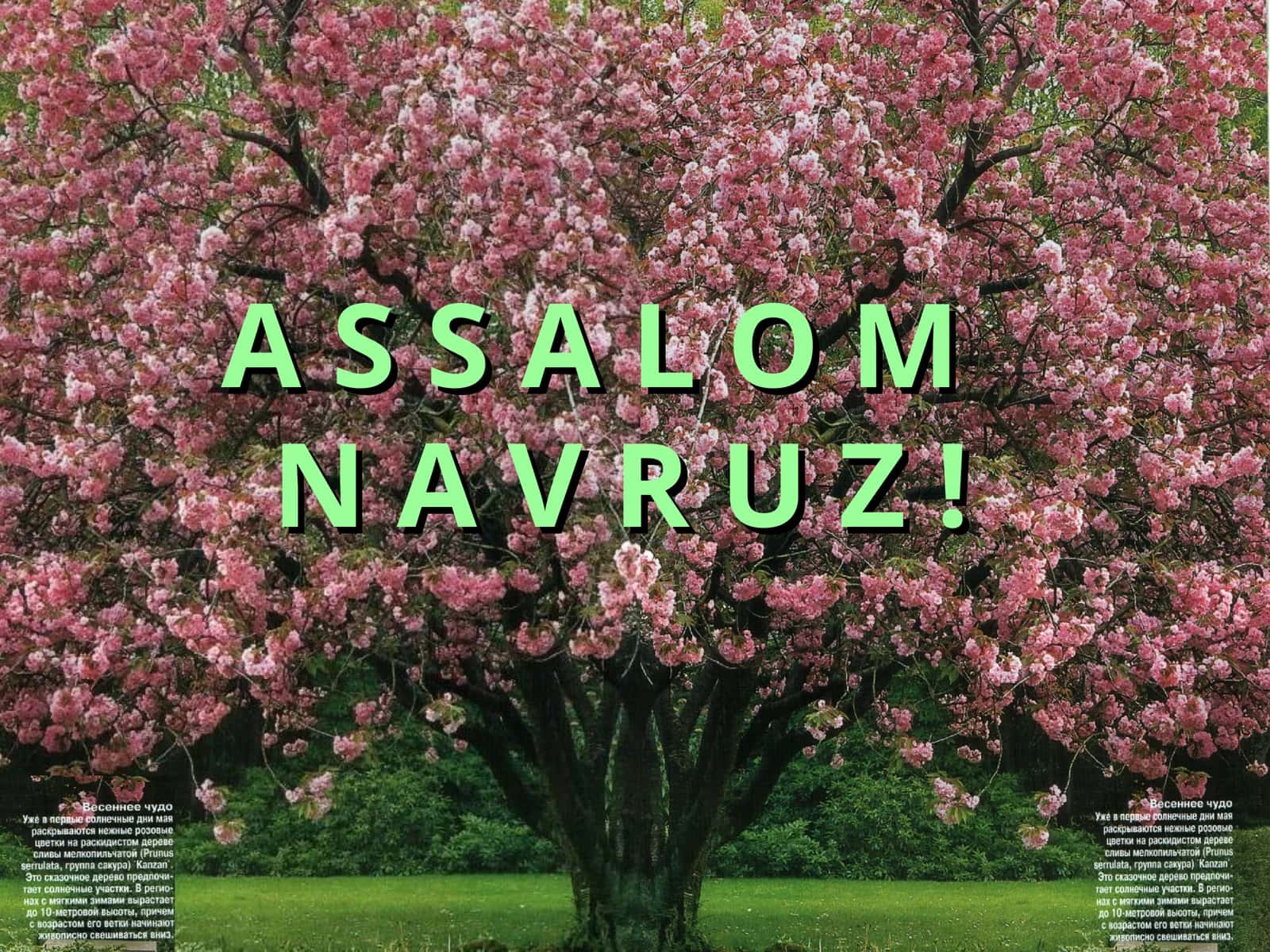 Navro'z umumxalq bayrami 1