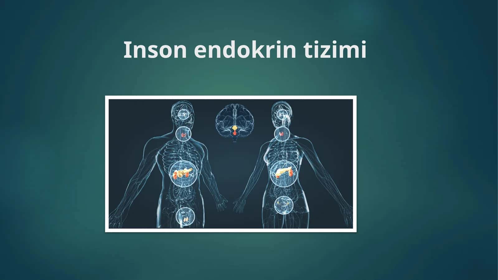 Inson endokrin tizimi 1