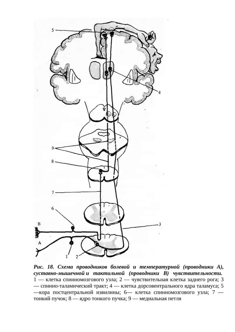 Рис. 31. Схема корково-мышечного пути 1