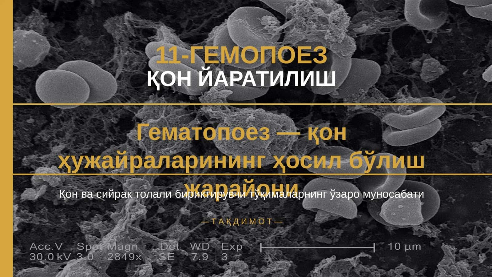 11-ГЕМОПОЕЗ 1