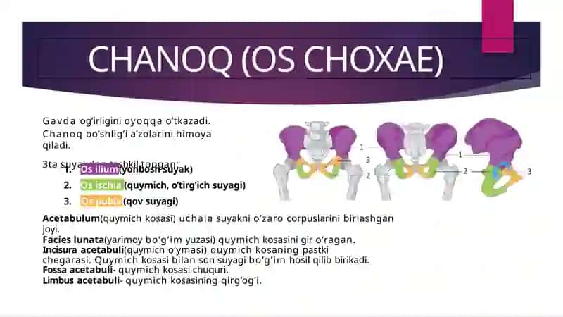 Chanoq suyagi va uning erkin suyaklari.