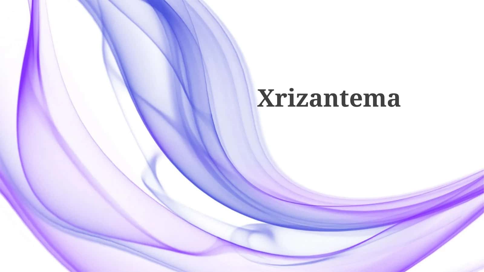 Xrizantema 1