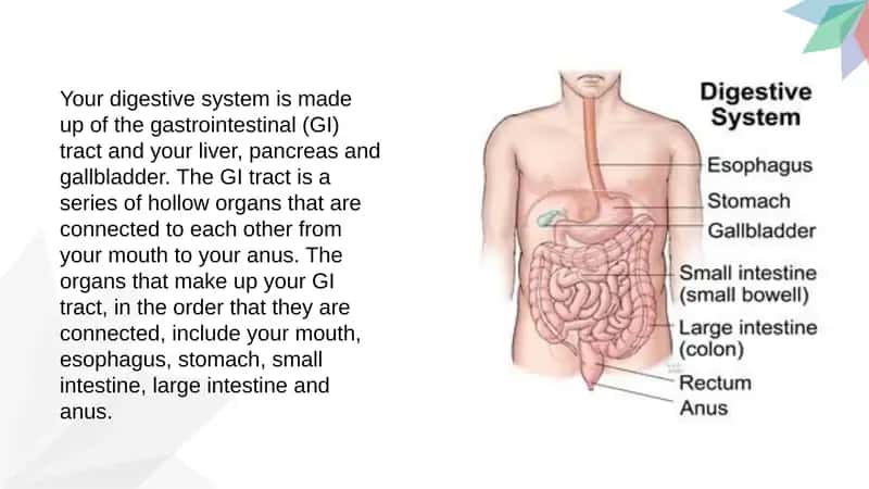 Digestive System 1