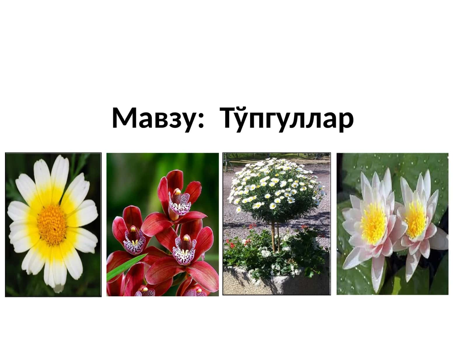 Тўпгуллар 1