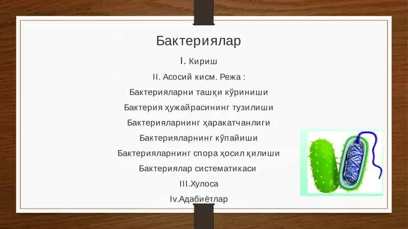 Бактериялар 1