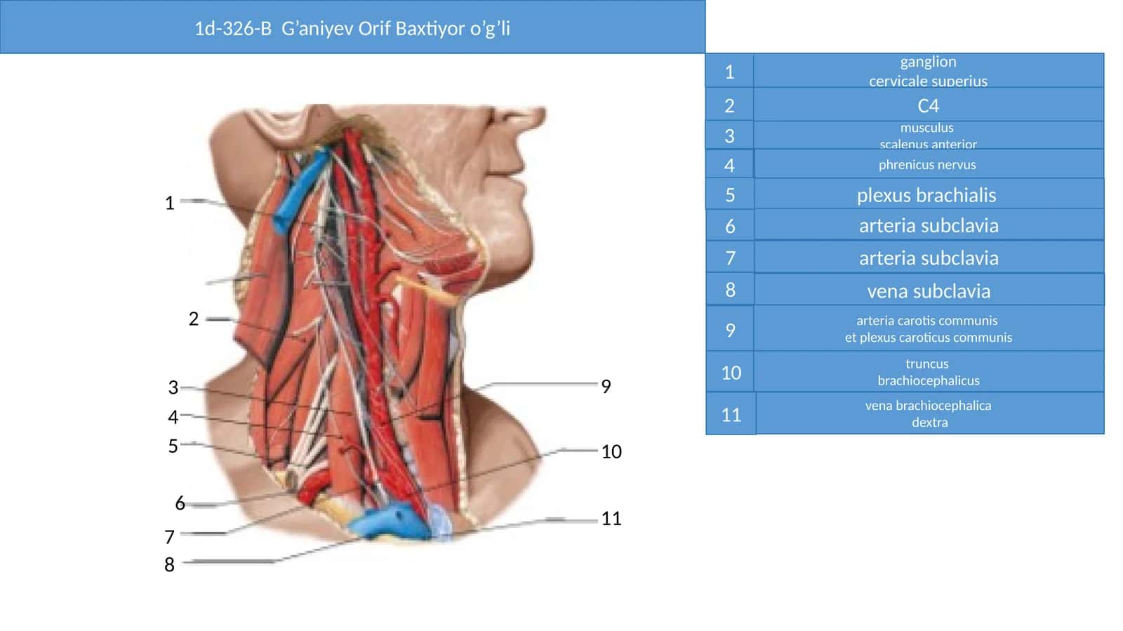 ganglion cervicale superius 1