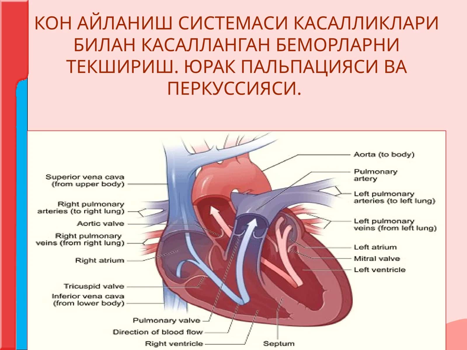 КОН АЙЛАНИШ СИСТЕМАСИ КАСАЛЛИКЛАРИ БИЛАН КАСАЛЛАНГАН БЕМОРЛАРНИ ТЕКШИРИШ. 1