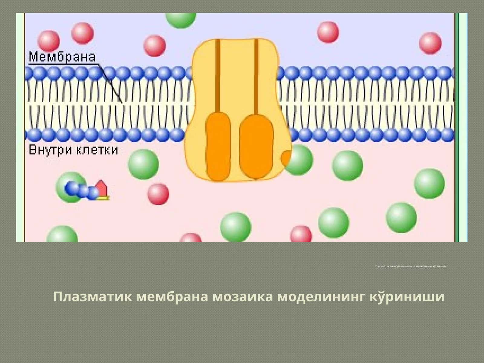 Плазматик мембрана мозаика модели 1