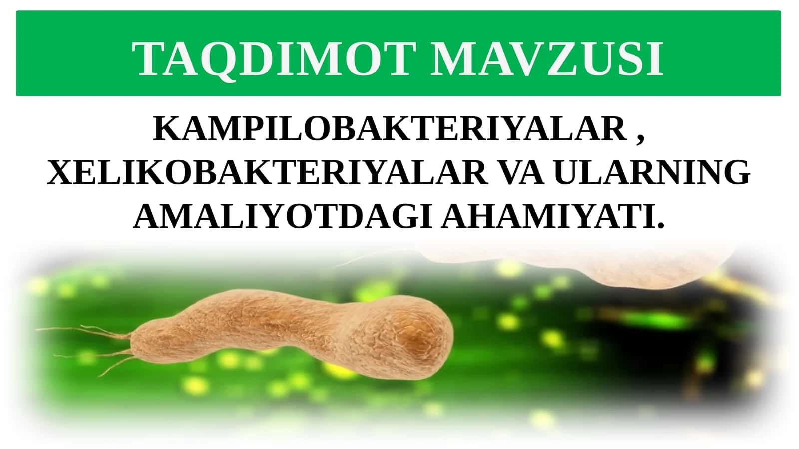 Kampilobakteriyalar va Xelikobakteriyalar 1