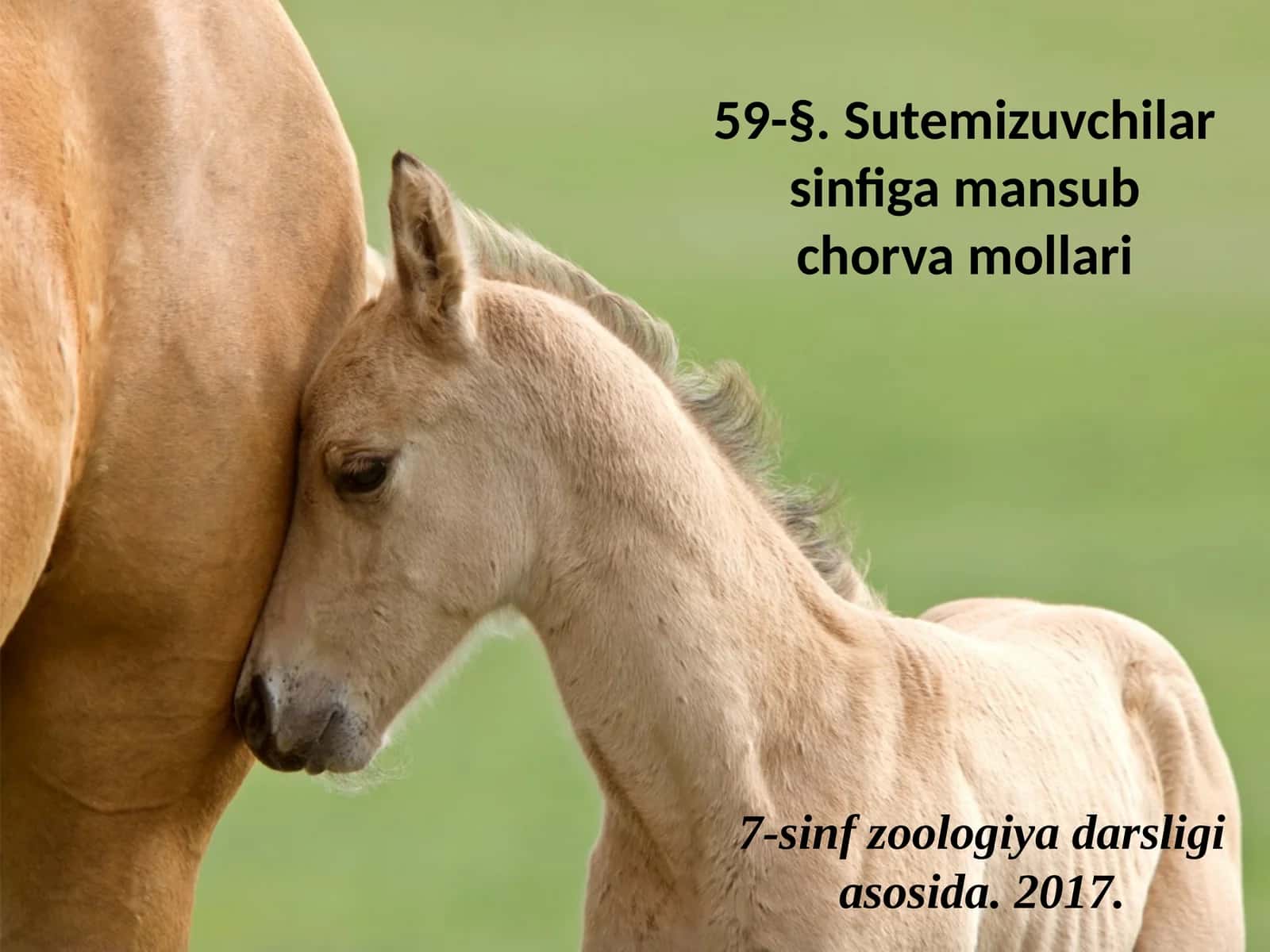 7-sinf Zoologiya 'Sutemizuvchilar sinfiga mansub chorva mollari' ko'rgazma 1