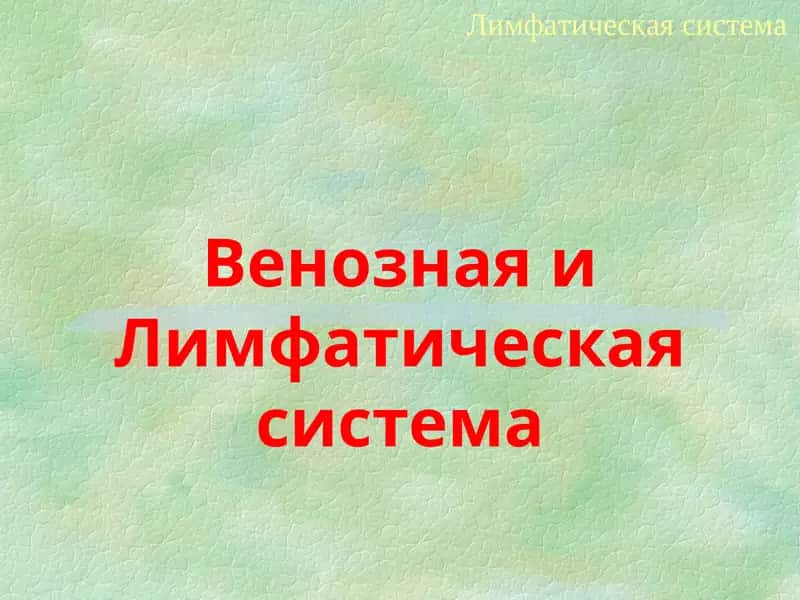 Лимфатическая система 1