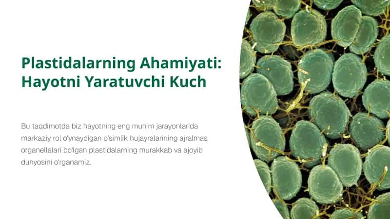 Plastidalarning Ahamiyati: Hayotni Yaratuvchi Kuch 1