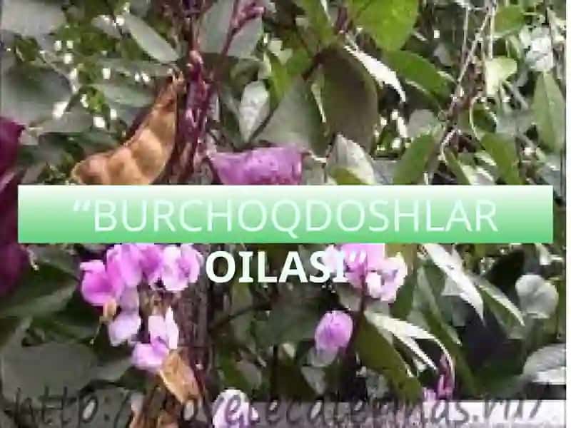 BURCHOQDOSHLAROILASI