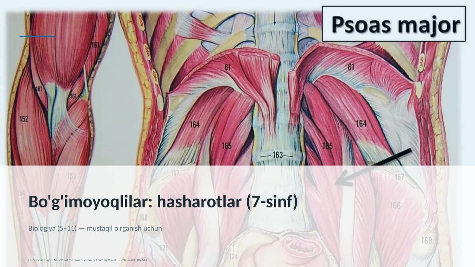 Bo'g'imoyoqlilar: hasharotlar (7-sinf) 1