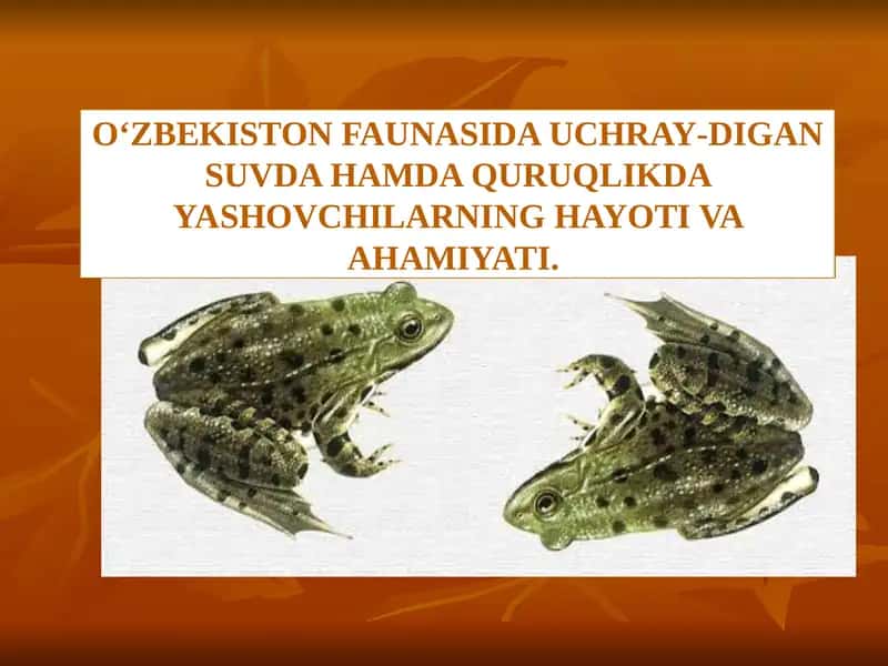 O‘ZBEKISTON FAUNASIDA UCHRAY-DIGAN SUVDA HAMDA QURUQLIKDA YASHOVCHILARNING HAYOTI VA AHAMIYATI. 1