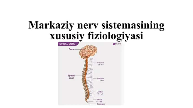 Nerv tizimining xususiy fiziologiyasi 1