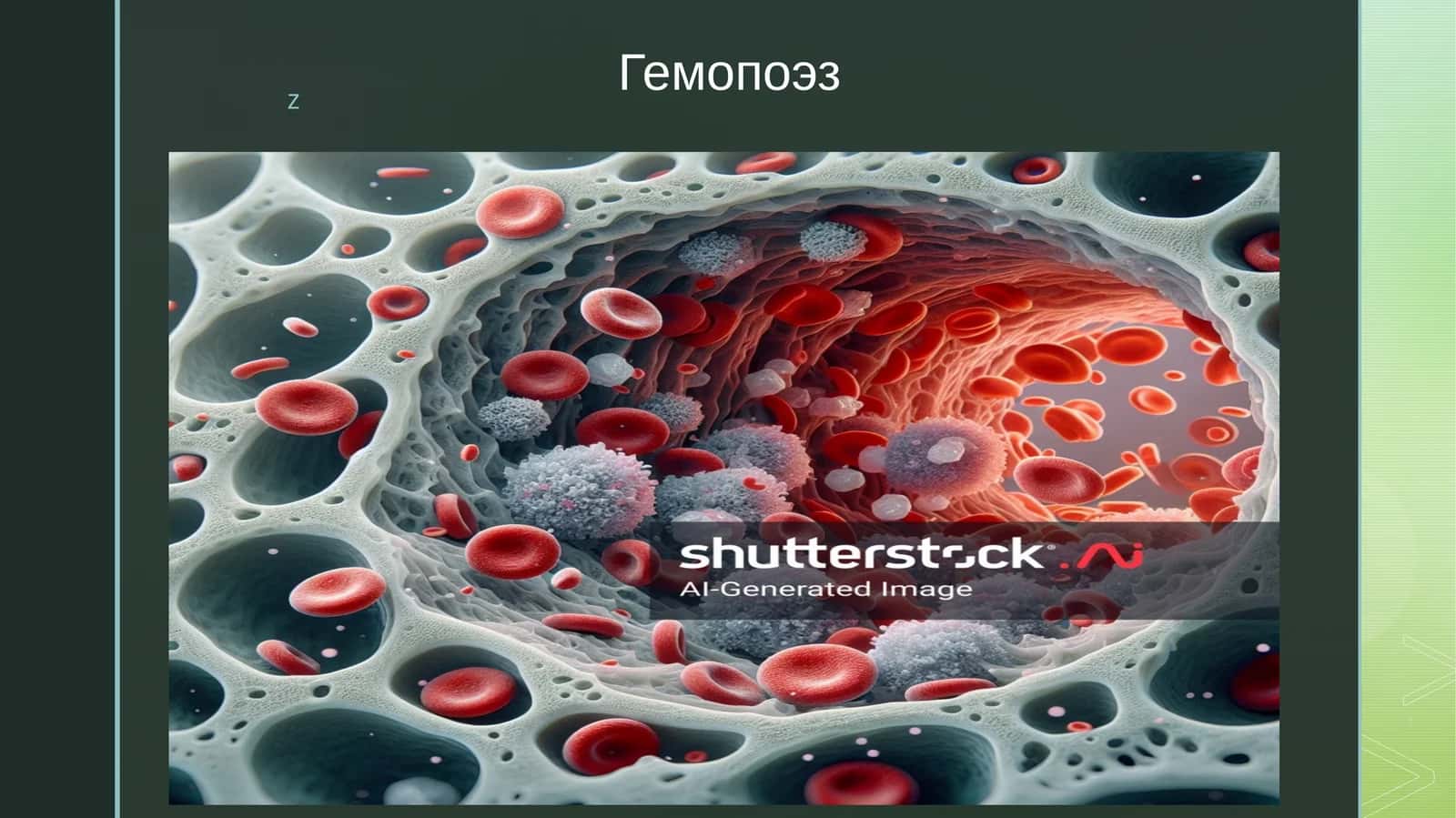 Гемопоэз 1