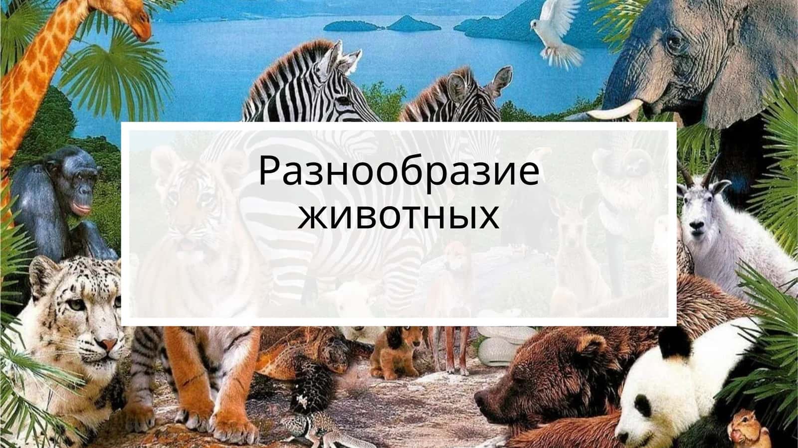 Разнообразие животных 1