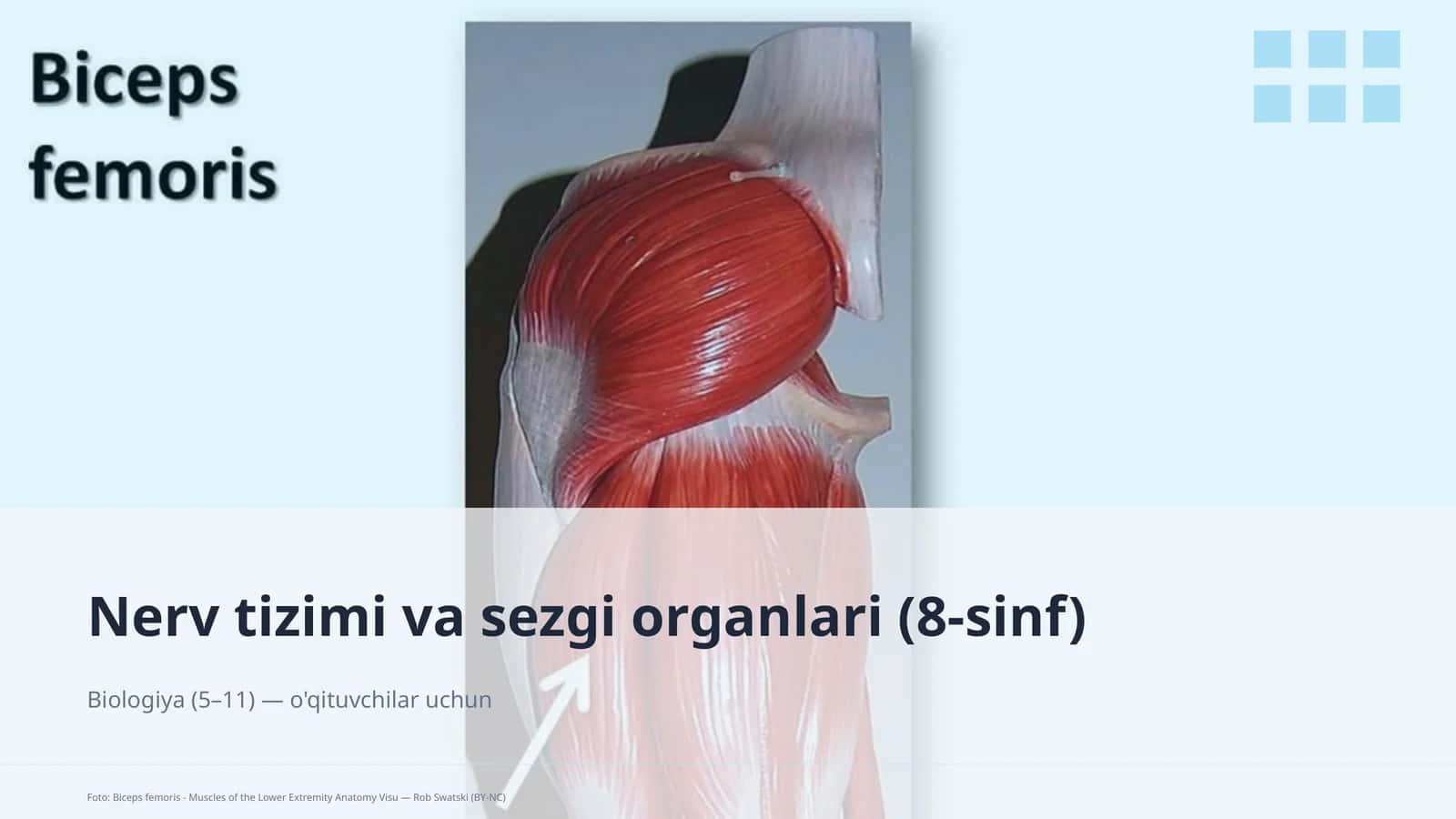 Nerv tizimi va sezgi organlari (8-sinf) 1