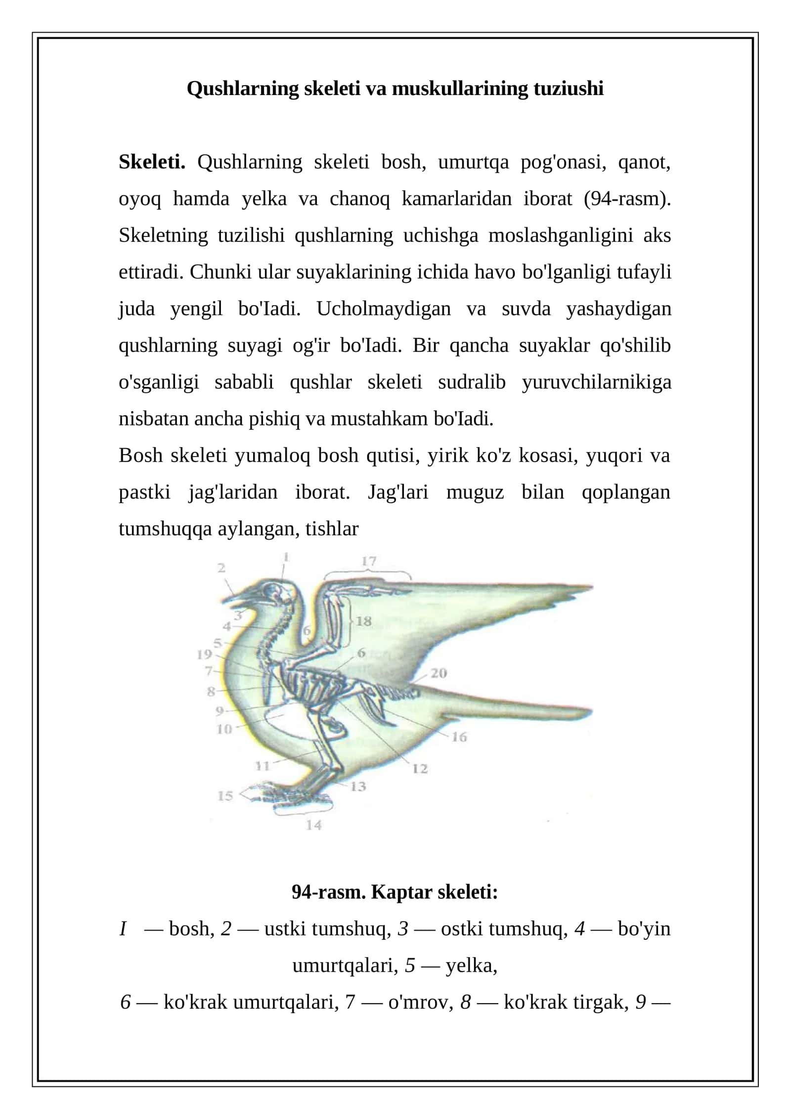 Qushlarning skeleti va muskullarining tuziushi 1