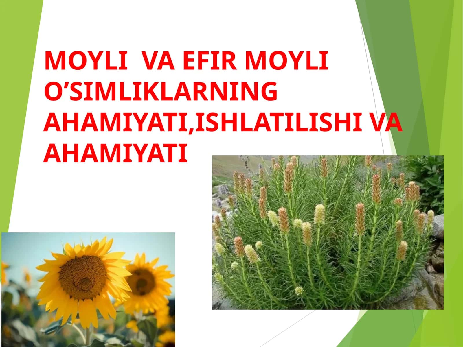 MOYLI VA EFIR MOYLI O’SIMLIKLARNING AHAMIYATI,ISHLATILISHI VA AHAMIYATI 1