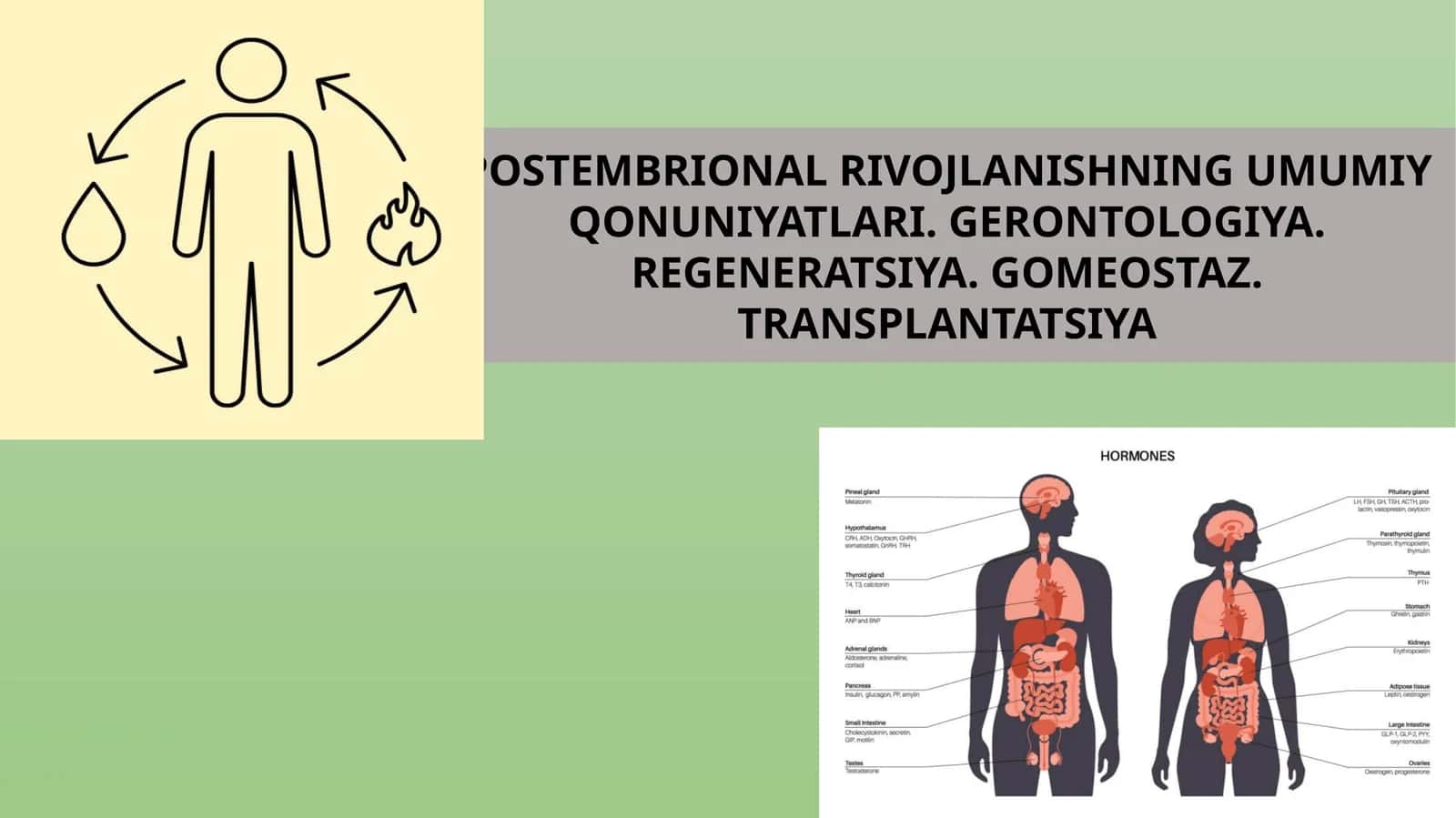 POSTEMBRIONAL RIVOJLANISHNING UMUMIY QONUNIYATLARI. GERONTOLOGIYA. REGENERATSIYA. GOMEOSTAZ. TRANSPLANTATSIYA 1