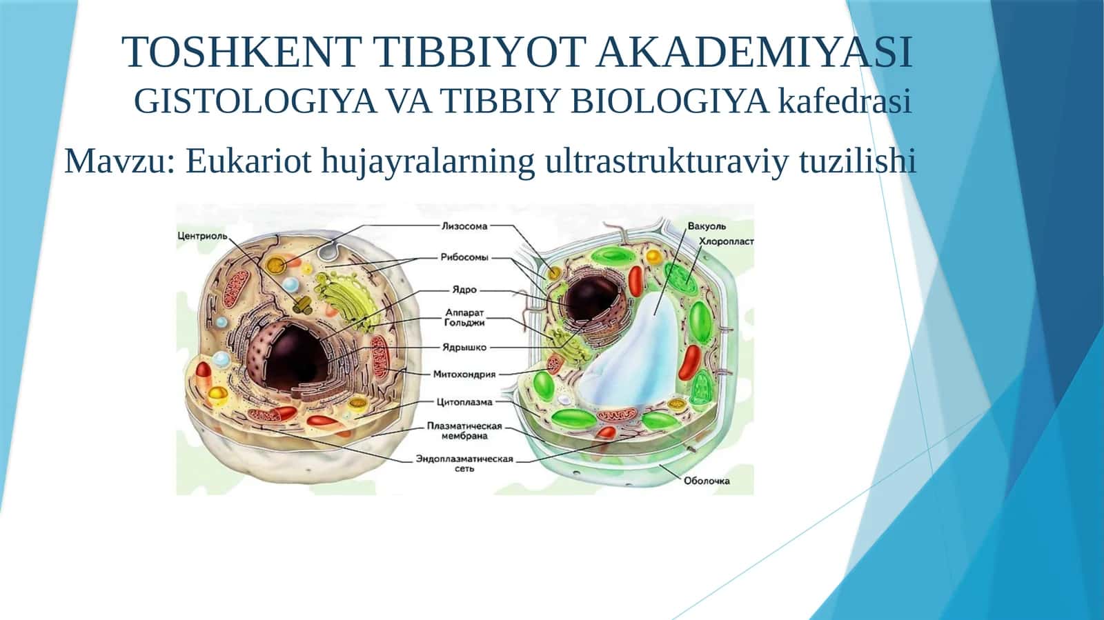 TOSHKENT TIBBIYOT AKADEMIYASIGISTOLOGIYA VA TIBBIY BIOLOGIYAkafedrasi 1