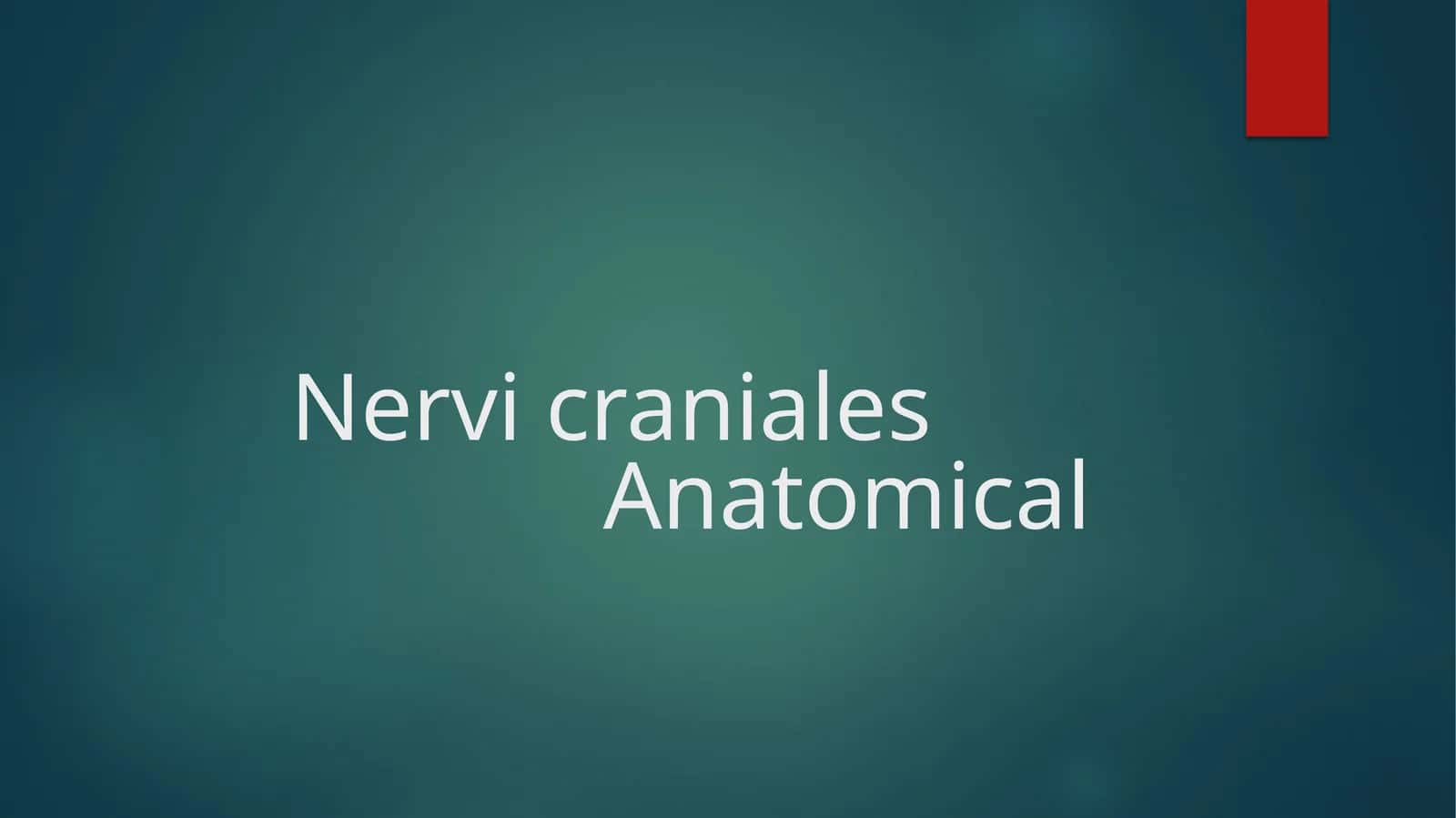 Nervic raniales Anatomical 1