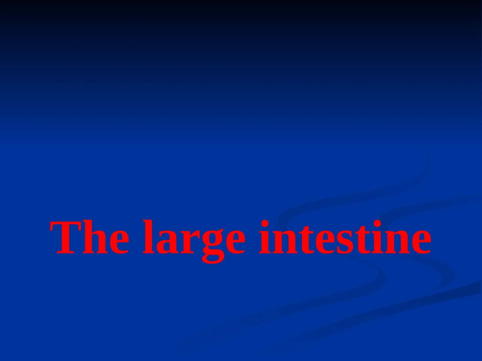 The large intestine 1