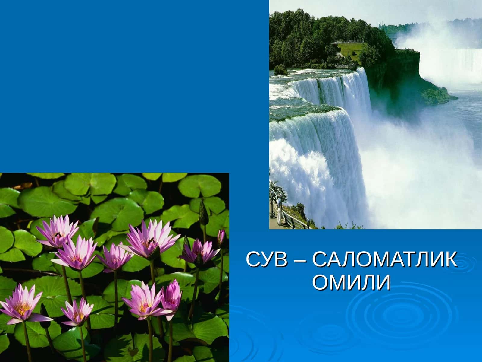 Сув – саломатлик омили 1