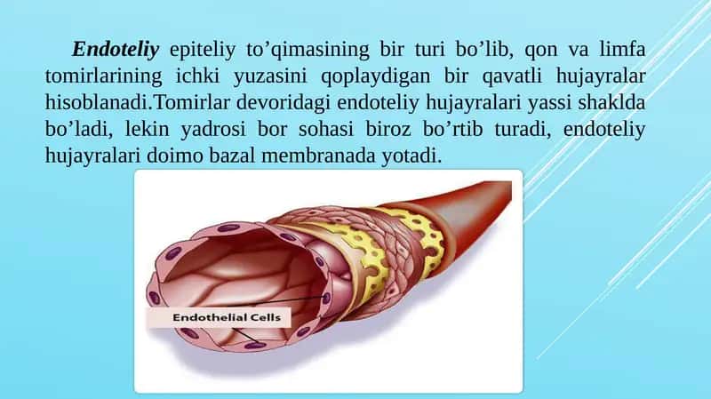 “Qon tomir endoteliyasining tuzilishi va funksiyalari” 1