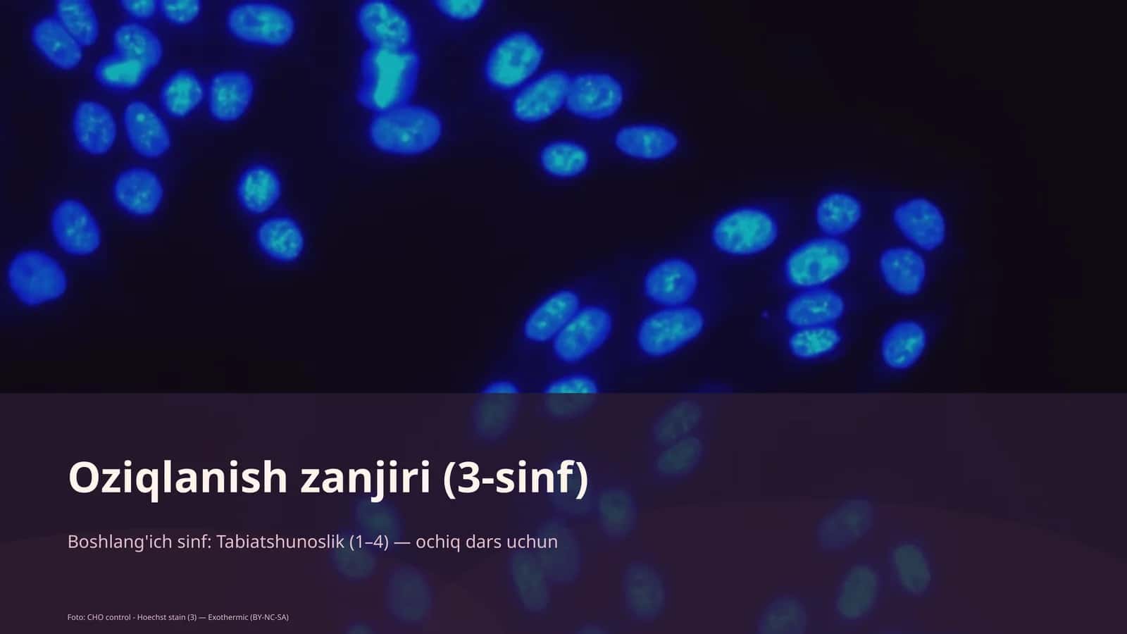 Oziqlanish zanjiri (3-sinf) 1