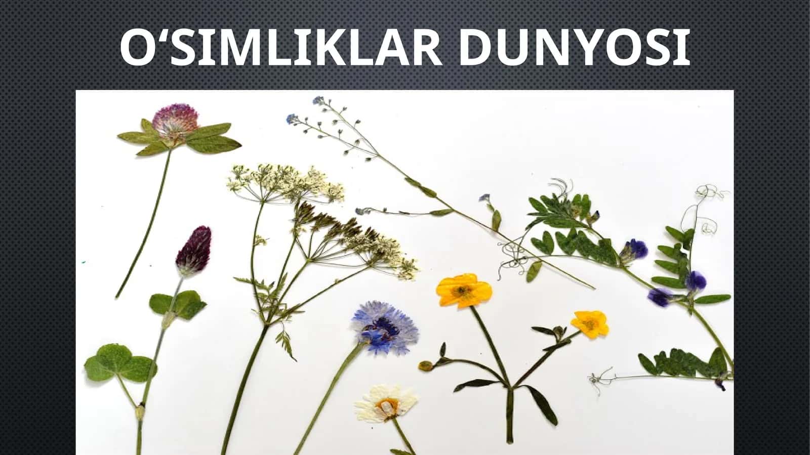 6-sinf Botanika (Tabiiy fan) O'simliklar dunyosi mavzuda dars taqdimoti 1