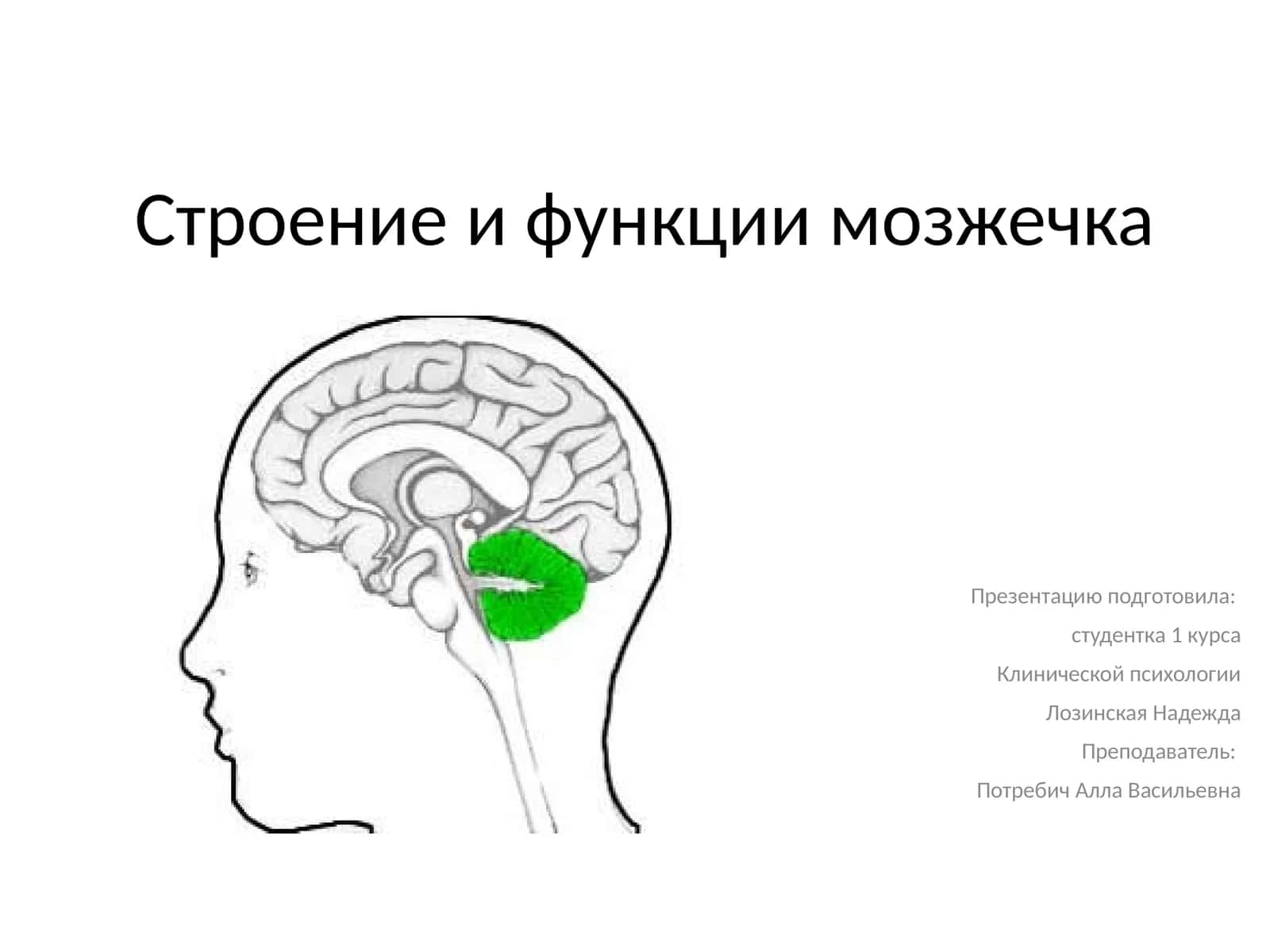 Мозжечок 1