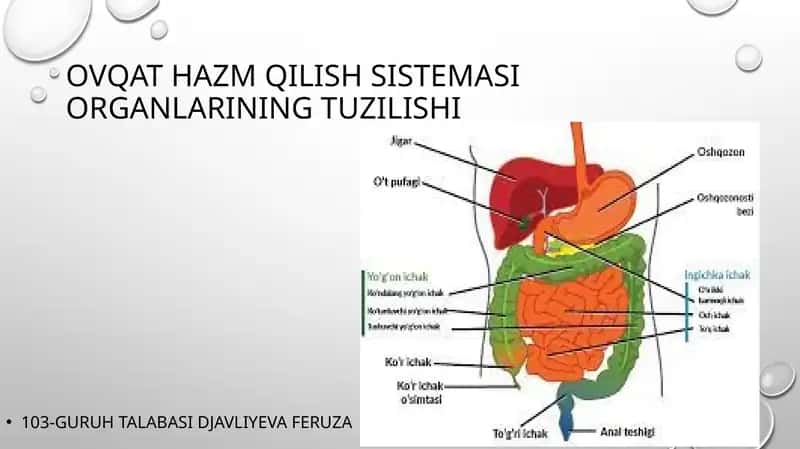 Ovqat hazm qilish tizimi organlarining tuzilishi 1
