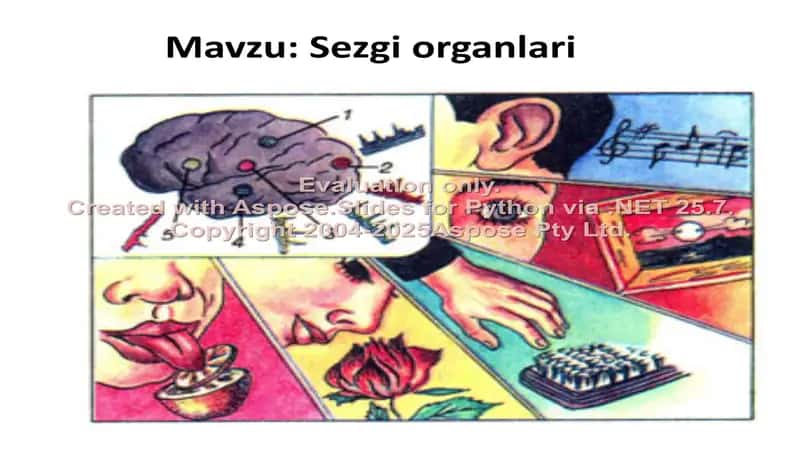 Sezgi organlari 1