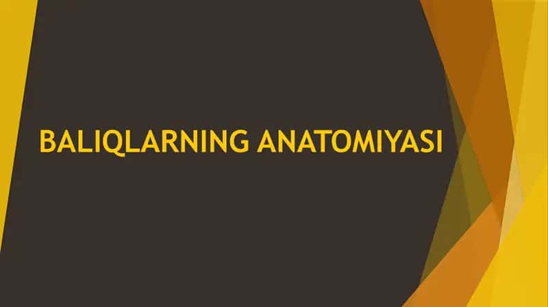 BALIQLARNING ANATOMIYASI 1