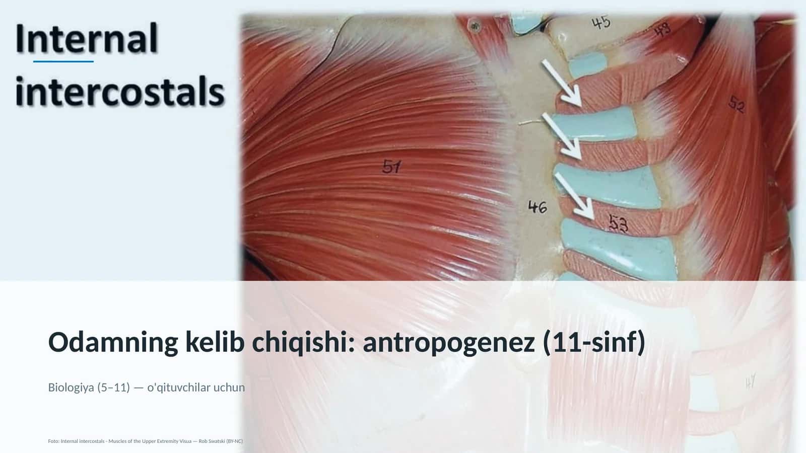 Odamning kelib chiqishi: antropogenez (11-sinf) 1