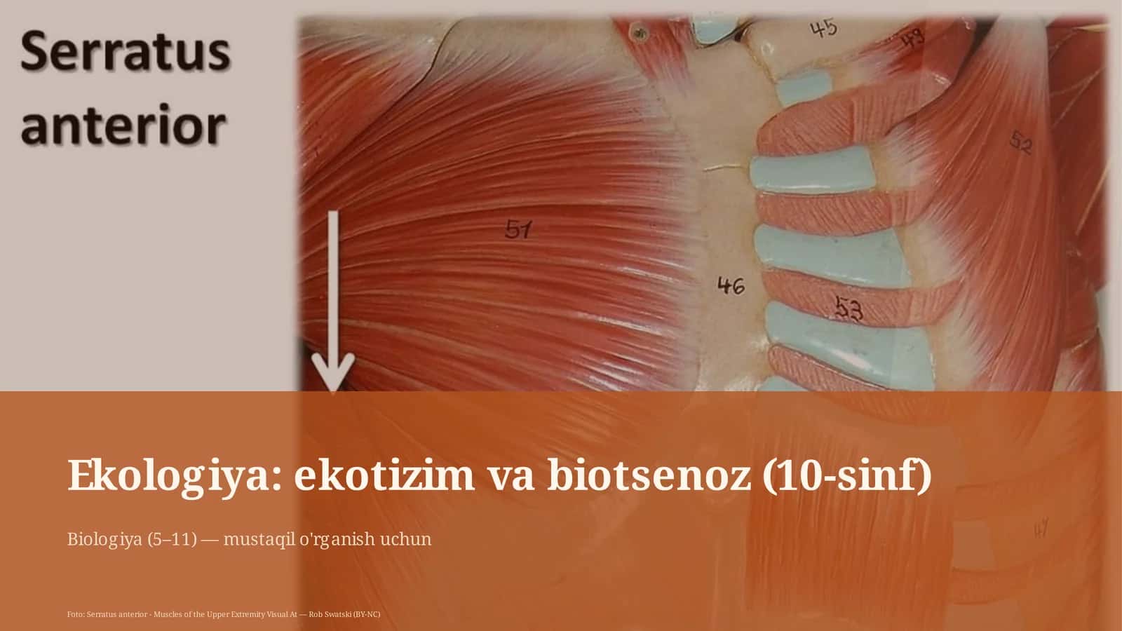 Ekologiya: ekotizim va biotsenoz (10-sinf) 1