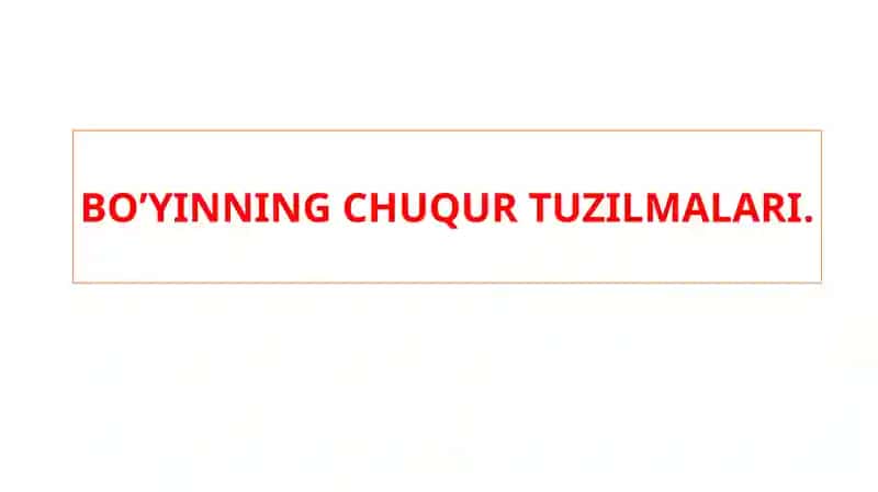 BO’YINNING CHUQUR TUZILMALARI 1