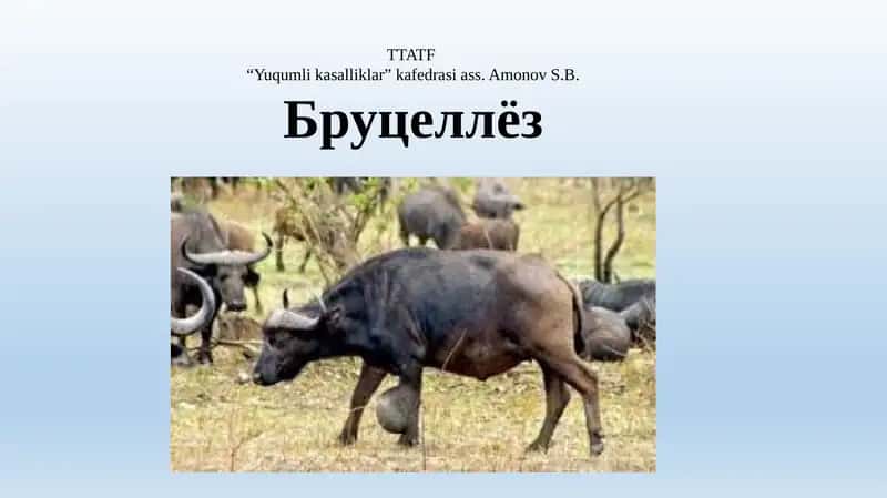 Бруцеллёз 1