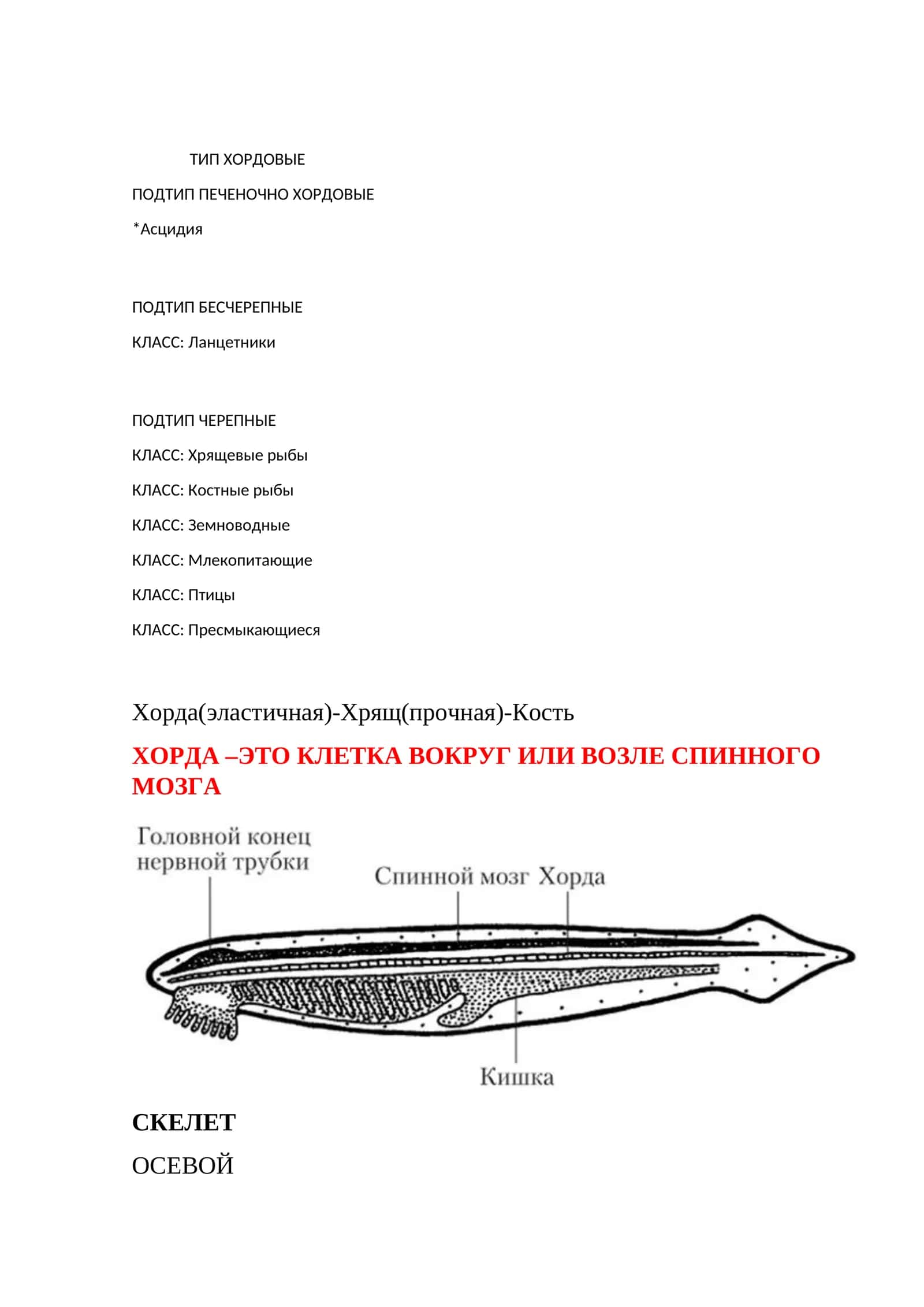 Ланцетники 1
