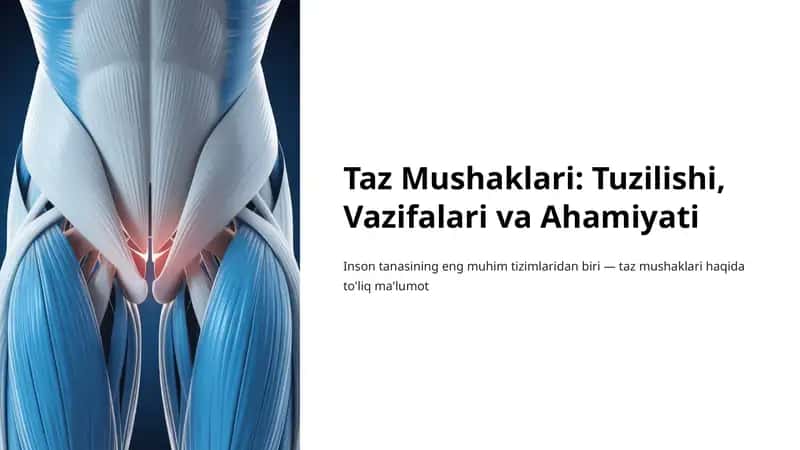 Taz Mushaklari: Tuzilishi, Vazifalari va Ahamiyati 1