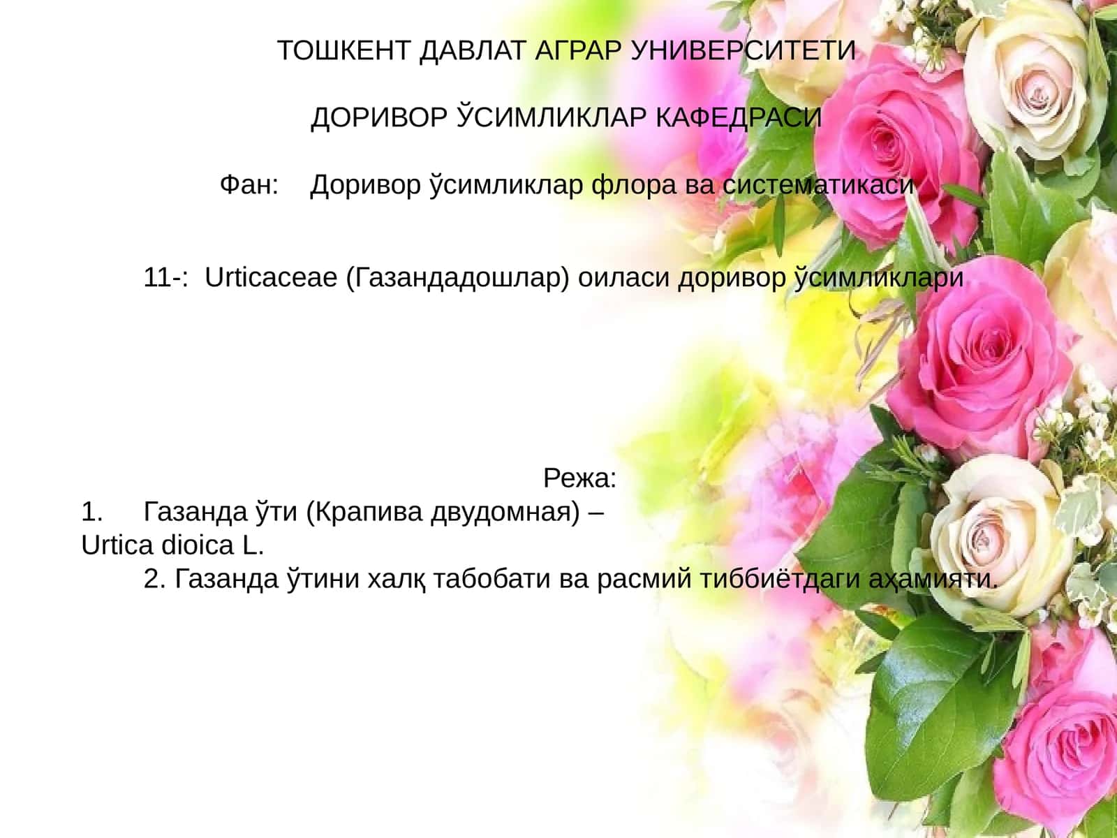 Urtica dioica (Газанда ўти) 1